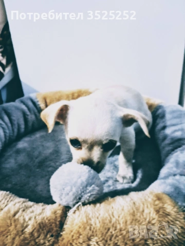 ПРОДАВАМ  ЧИХО-ПИНЧЕР БЯЛО  МОМИЧЕНЦЕ  НА 42 ДЕНА  !, снимка 3 - Пинчер - 53577680