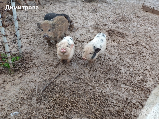 Виетнамски прасета, снимка 11 - Прасета - 50229372