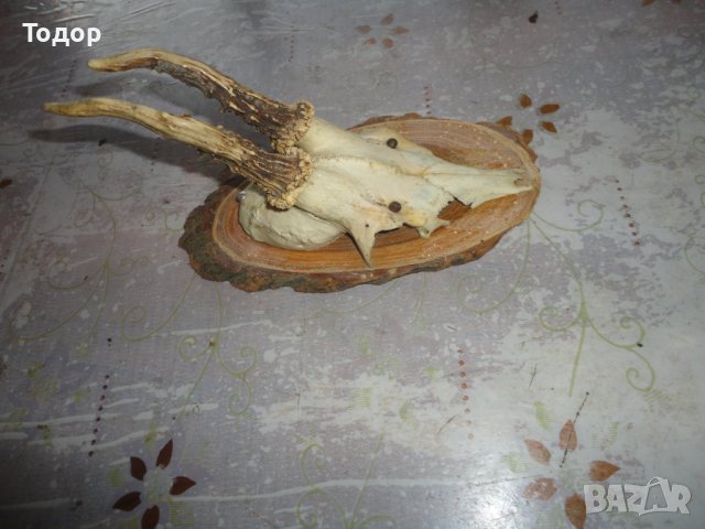 Старинен немски ловен трофей 2, снимка 7 - Антикварни и старинни предмети - 43726700