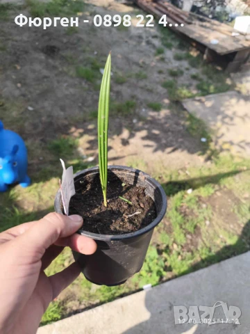 Палма - финикова Студоустойчивост до -10, снимка 7 - Разсади - 50678092