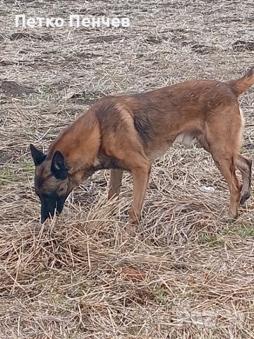 Белгийска овчарка малиноа за разплод
