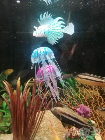 Продавам силиконови риби, корали. , снимка 12 - Оборудване за аквариуми - 47767680