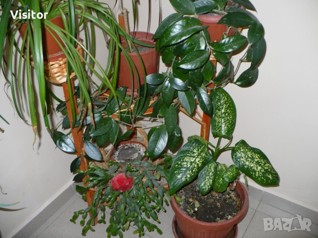 Panasonic Lumix DMC-LZ7   7.2МРх, снимка 17 - Фотоапарати - 52737242