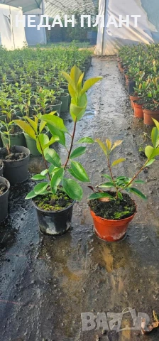 Фотиния "Ред Робин", снимка 3 - Градински цветя и растения - 51162607