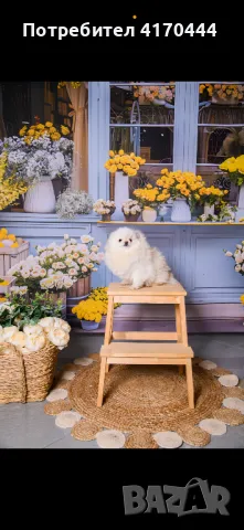 Померани , снимка 1