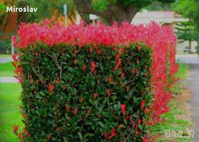 Фотиния-(Photinia Red Robin), снимка 6 - Градински цветя и растения - 33103700