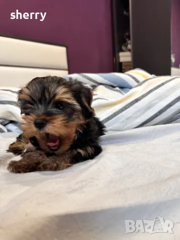 Мини йрки, снимка 5 - Йоркширски териер - 48544142