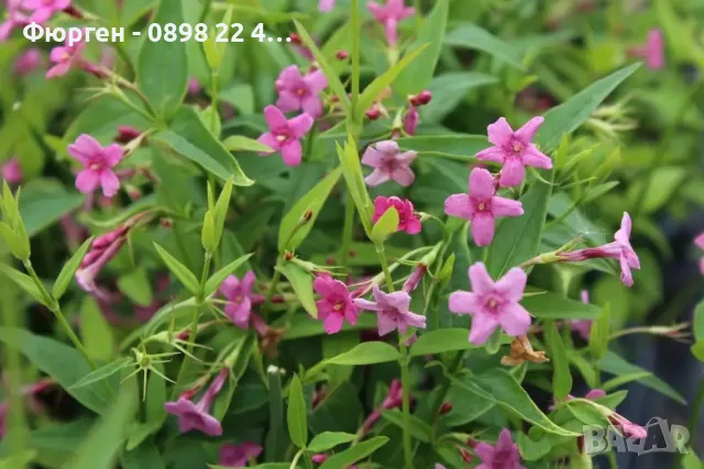 Жасмин - Студоустойчив, снимка 3 - Разсади - 49214945