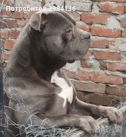 Мъжки питбул блу нос  (blue nose)  за разплод, снимка 3 - Питбул - 53451992