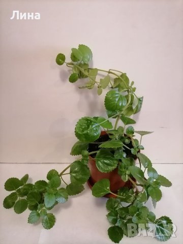 Плектрантус(Plectranthus), шведски брашлян. , снимка 2 - Стайни растения - 40160465