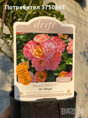 🌹 РОЗА 🌹 Peach DRIFT® Meiggili 🌹, снимка 10 - Градински цветя и растения - 51264438