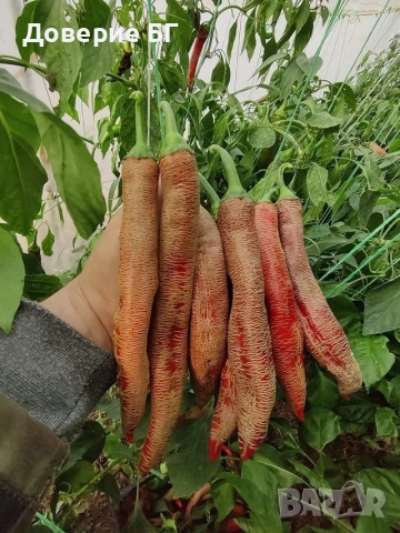 Семе , семена на чушки люти Везанка разсад Съдържат витамини С, А, К и В6, калий, манган, желязо