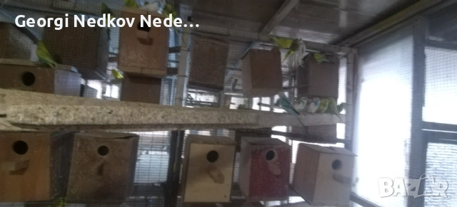 Продавам вълнисти , снимка 8 - Папагали - 53025277