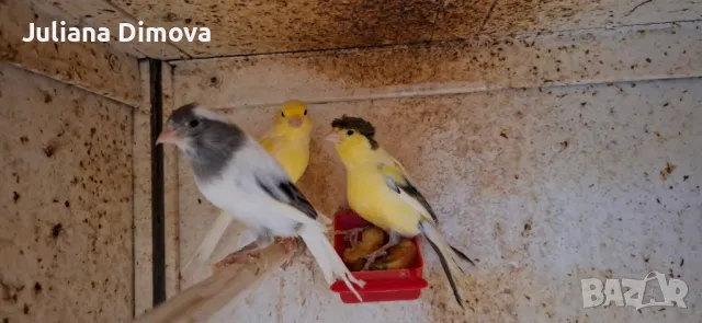Мъжки и женски канарчета, снимка 1