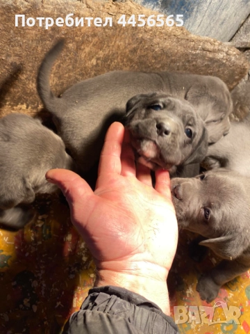 Кане Корсо , снимка 3 - Кане корсо - 52669282