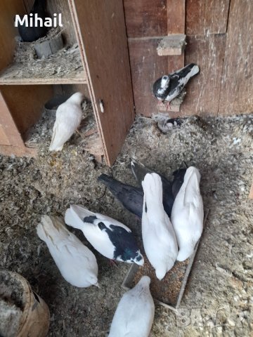 Продавам гълъби, снимка 2 - Гълъби - 38794043