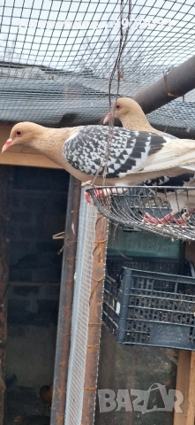 Продавам Нюмберски гълъби, снимка 10 - Гълъби - 52589187