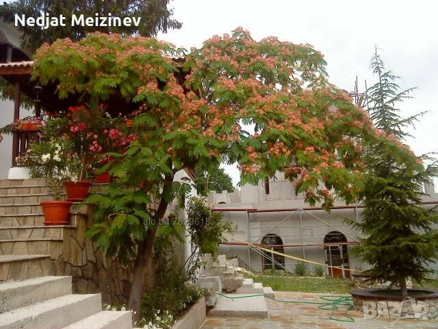 Албиция фиданки, снимка 4 - Градински цветя и растения - 52030801