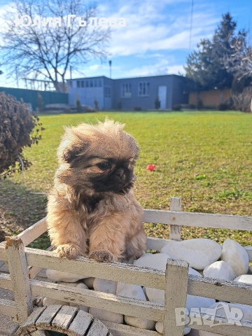 Кучета пекинези, снимка 3 - Пекинез - 53402956