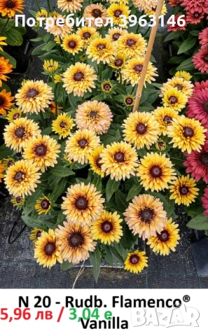 ГРАДИНСКИ Многогодишни Цветя., снимка 10 - Градински цветя и растения - 51078764