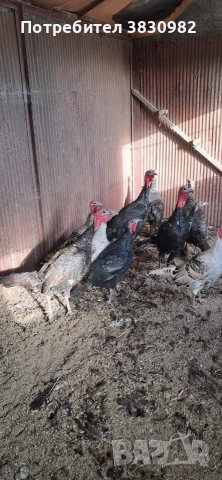 Пуйки- Пуяци, снимка 3 - Други - 52564926