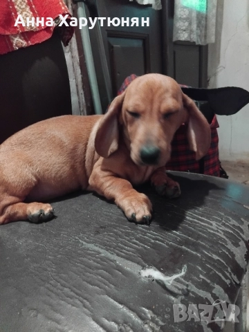 продавам две дакелчета , снимка 2 - Дакели - 52510550