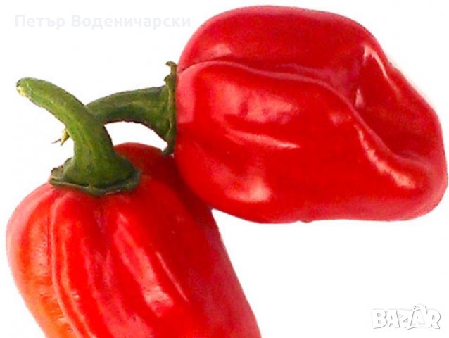  Семе семена от най-лютите чушки на планетата Каролина Рийпър Червено Хабанеро Халапеньо Тай чили  , снимка 2 - Домашни продукти - 37873855