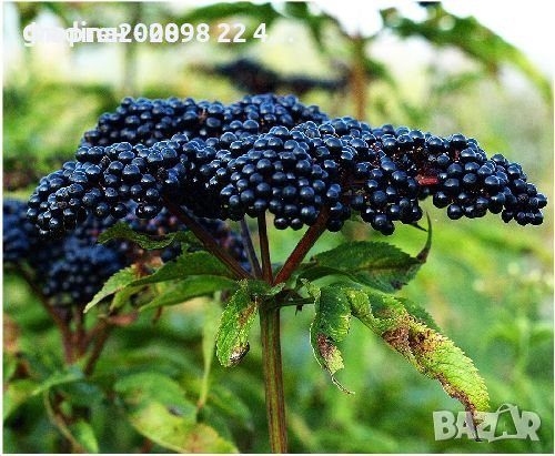 Билки и Подправки, снимка 4 - Разсади - 37006565