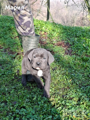 Кане Корсо- Италиано, снимка 8 - Кане корсо - 53401347