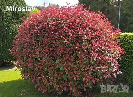 Фотиния-(Photinia Red Robin), снимка 5 - Градински цветя и растения - 33103700