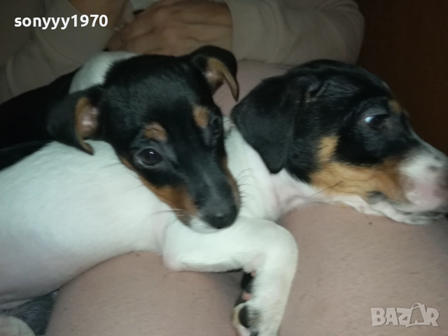 ФИНАЛНА ПРОДАЖБА-ПОСЛЕДЕН ДЖАК РЪСЕЛ-СЛАДКА ДАМА 3010251451, снимка 5 - Джак ръсел териер - 52235740