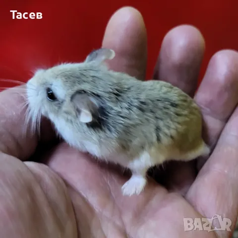 Мини хамстери