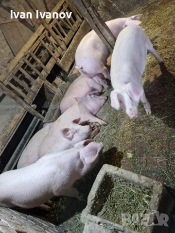 Прасета малки и големи, снимка 3 - Прасета - 52528618