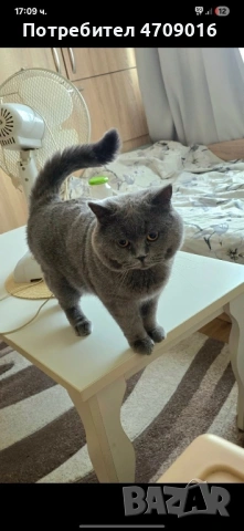 Плюшена магия в два цвята: Елитно Британско облаче и Шотландско слънчице!" 👑🐾, снимка 11 - Британска късокосместа - 53098759