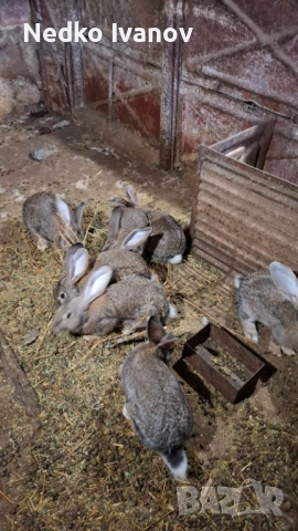 Зайци, снимка 6 - Други животни - 52341457