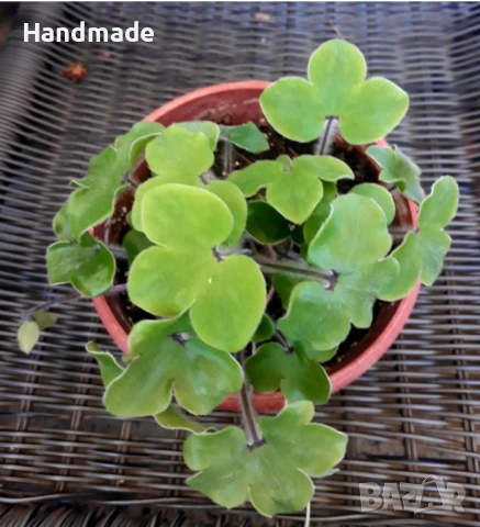 Гълъбови очички, потайниче, Hepatica nobilis, снимка 2 - Градински цветя и растения - 53349305