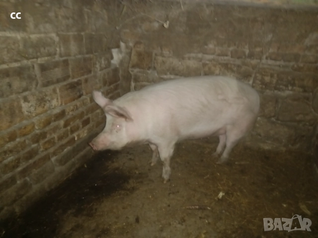 Бяло прасе 110 кг.