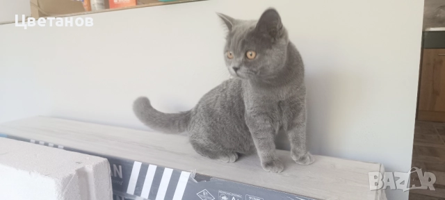 Британска късокосместа, снимка 3 - Други животни - 51527174