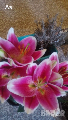 Продавам големи луковици на цветя лилиум за градината, снимка 4 - Сортови семена и луковици - 51555187