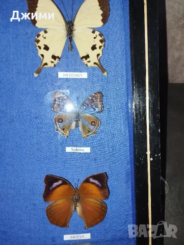 препарирани пеперуди, снимка 5 - Антикварни и старинни предмети - 50045495