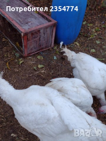 броилерни пуики, снимка 2 - Кокошки и пуйки - 43186735