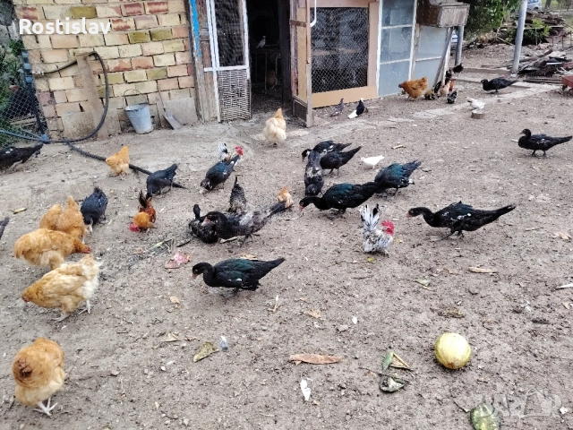 неми юрдечки, снимка 3 - Патици и гъски - 51689866