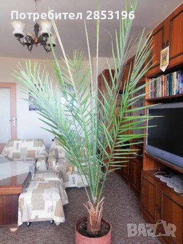 Голяма палма ФИНИКОВА , снимка 3 - Градински цветя и растения - 36742943