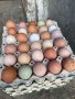 Оплодени яйца, снимка 1 - Кокошки и пуйки - 44054069