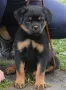 Ротвайлер, снимка 2