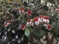 Ананасова Гуава, Фейхоа, Feijoa (Acca) sellowiana, растения и семена, снимка 4