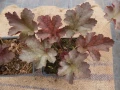 Heuchera americana ‘Melting Fire’ (Хойхера Коралови камбани), снимка 2