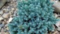 Juniperus sq. Blue Star(Юниперус Синя звезда), снимка 2