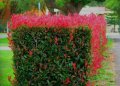 Фотиния-(Photinia Red Robin), снимка 7