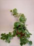Плектрантус(Plectranthus), шведски брашлян. , снимка 2
